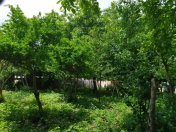 Satılır 2 otaqlı 75 m2 həyət evi İsmayıllı