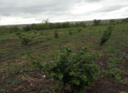 Satılır 30 sot torpaq Xaçmaz