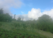 Satılır 10 sot torpaq Qusar