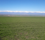 Satılır 4000 sot torpaq İsmayıllı