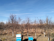 Satılır 3 otaqlı 110 m2 həyət evi Göyçay