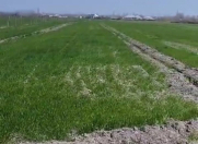 Satılır 2500 sot torpaq Şabran