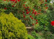 İcarəyə verilir 3 otaqlı 100 m2 həyət evi Buzovna