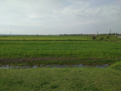 Satılır 67 sot torpaq Masallı