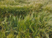 Satılır 1000 sot torpaq Qax