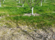 Satılır 400 sot torpaq Xaçmaz