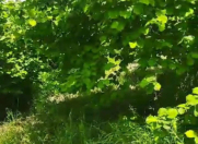 Satılır 300 sot torpaq Xudat