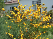 İcarəyə verilir 3 otaqlı 120 m2 bağ evi Qusar