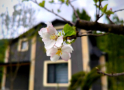 İcarəyə verilir 4 otaqlı 140 m2 həyət evi İsmayıllı