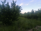 Satılır 108 sot torpaq Xaçmaz