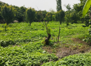 Satılır 16 sot torpaq Xaçmaz