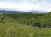 Satılır 12 sot torpaq Şamaxı