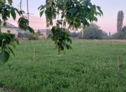 Satılır 25 sot torpaq Göyçay