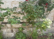 Satılır 10 sot torpaq Mehdiabad