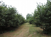 Satılır 5 sot torpaq Xaçmaz