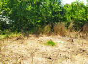 Satılır 16 sot torpaq Masallı