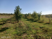 Satılır 241 sot torpaq Xaçmaz