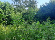 Satılır 15 sot torpaq Qəbələ