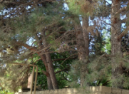 Satılır 50 sot torpaq Maştağa