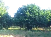 Satılır 55 sot torpaq Qəbələ