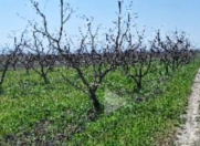 Satılır 200 sot torpaq Xaçmaz