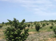 Satılır 400 sot torpaq Xaçmaz