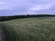 Satılır 400 sot torpaq Quba