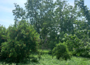 Satılır 60 sot torpaq Ağsu