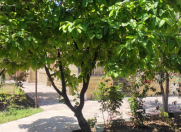 İcarəyə verilir 3 otaqlı 160 m2 bağ evi Milli Məclis