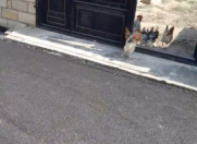 Satılır 6.6 sot torpaq Sumqayıt