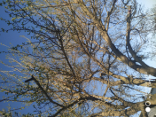 İcarəyə verilir 4 otaqlı 146 m2 bağ evi Sumqayıt