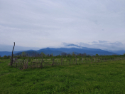 Satılır 87 sot torpaq Zaqatala