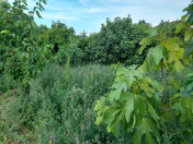 Satılır 5 sot torpaq Şabran