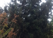 Satılır 10 sot torpaq Bilgəh