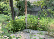 Satılır 9 sot torpaq Lənkəran