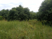 Satılır 80 sot torpaq Qəbələ