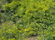 Satılır 2 otaqlı 70 m2 həyət evi İsmayıllı