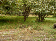 Satılır 17 sot torpaq Qəbələ