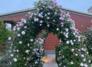 İcarəyə verilir 2 otaqlı 80 m2 bağ evi Fatmayı