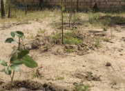 Satılır 4 sot torpaq Görədil