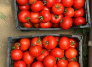 Satılır 2 otaqlı 1480 m2 obyekt Zirə