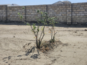 Satılır 4 sot torpaq Novxanı