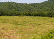 Satılır 139 sot torpaq Qəbələ