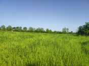 Satılır 76 sot torpaq Qəbələ