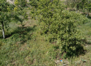 Satılır 10 sot torpaq Atyalı