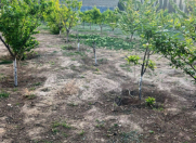 Satılır 25 sot torpaq Novxanı