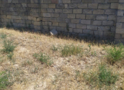 Satılır 6 sot torpaq Sabunçu r.