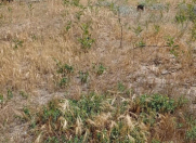 Satılır 2 otaqlı 50 m2 bağ evi Hövsan