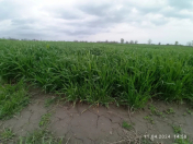 Satılır 115 sot torpaq Qəbələ