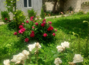 İcarəyə verilir 4 otaqlı 120 m2 həyət evi Qəbələ